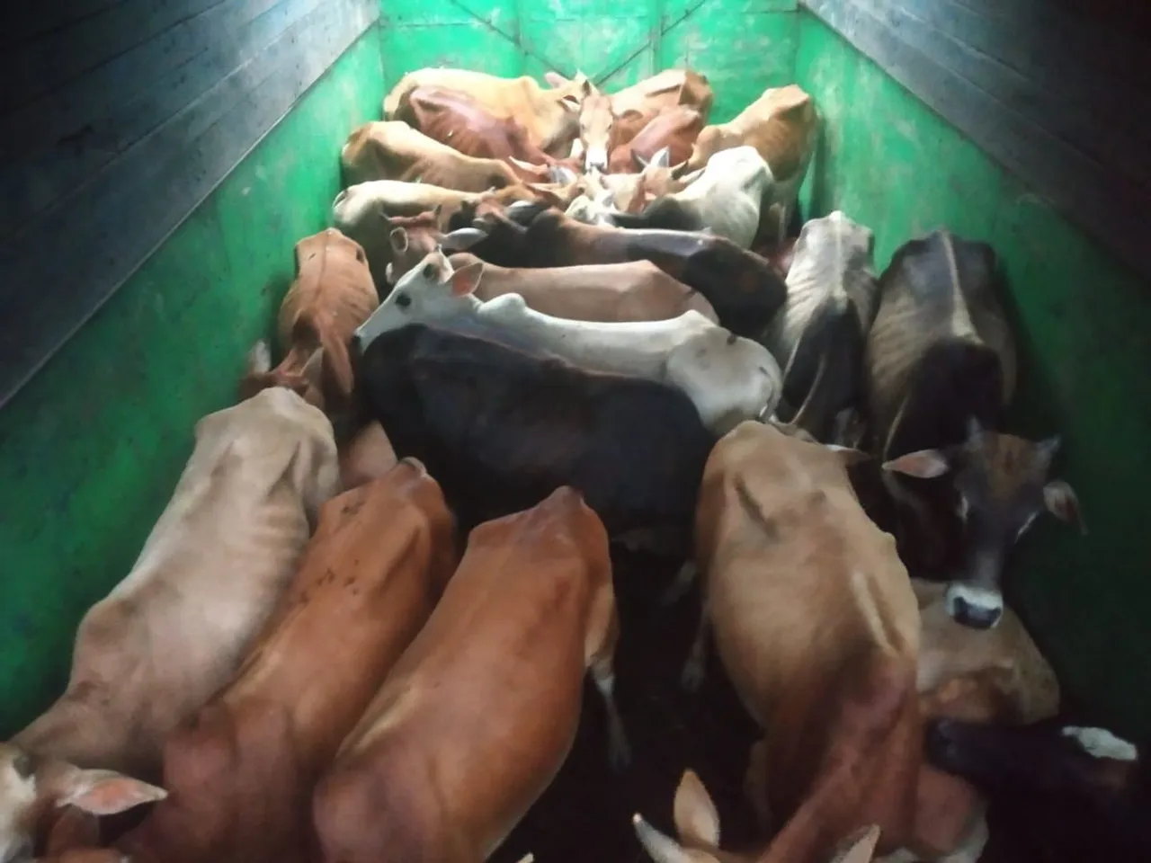 Cattle laden trucks seized in Morigaon