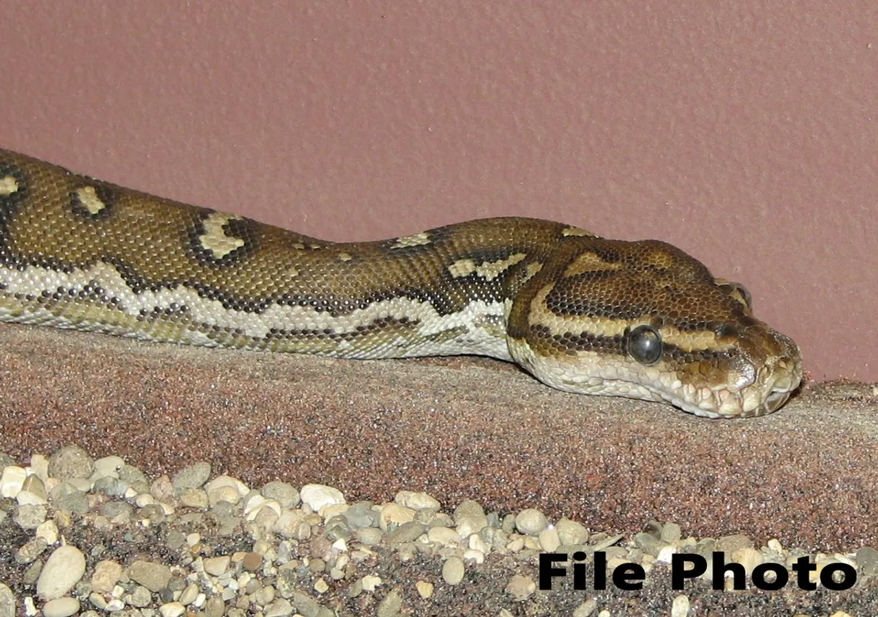 Huge Python Rescued In Guwahati