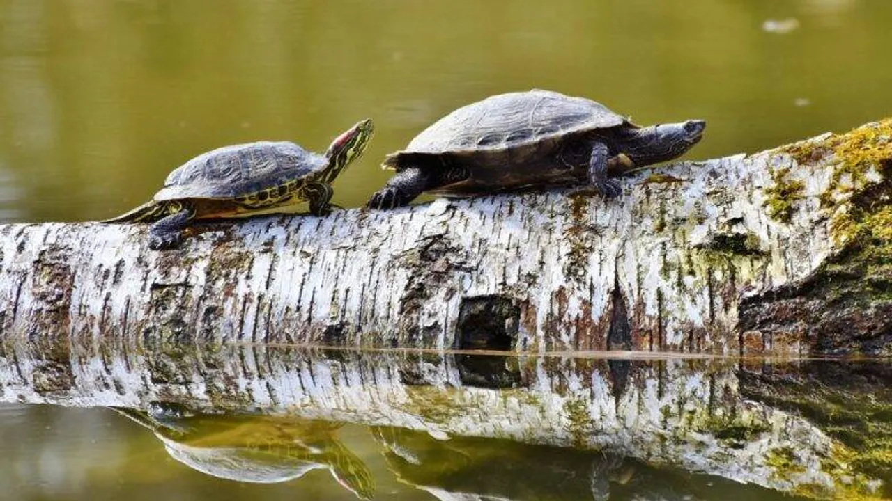 70 Rare turtles to be released in Pobitora