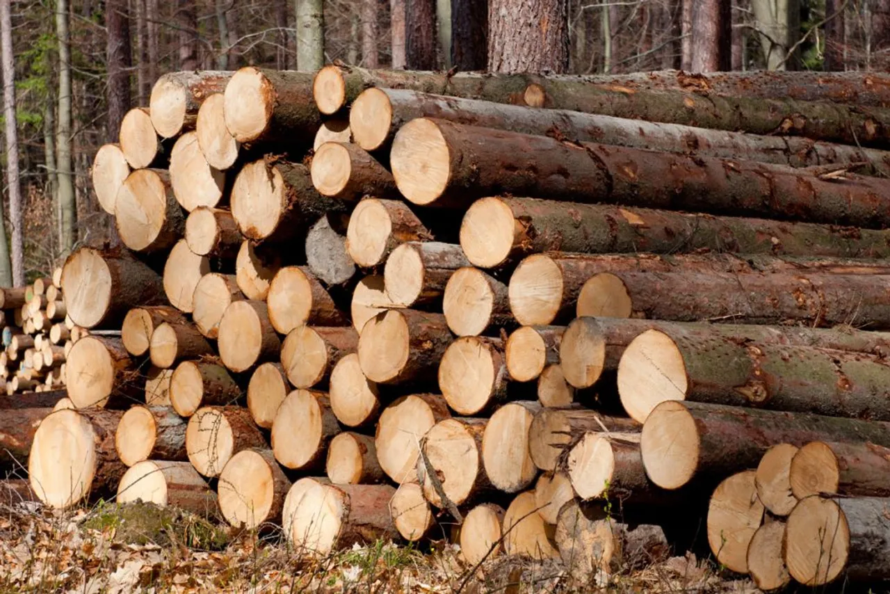 Road accident in Rangalu: Smuggled wood seized