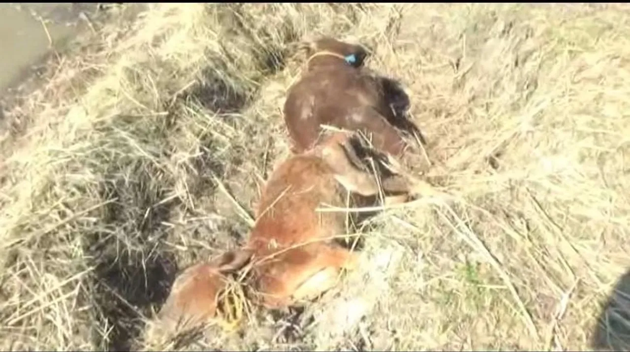 700 Seized Cattle Died in South Salmara