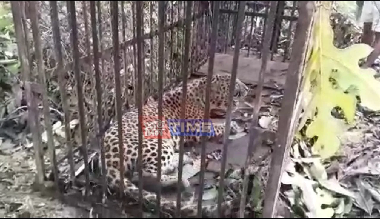 Leopard Terror Creates Panic in Assam