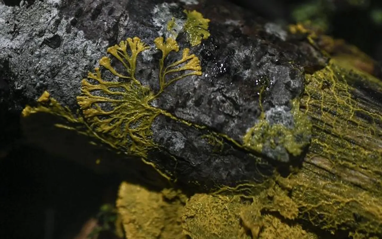 Meet ‘Blob’ : An Organism With No Brain But 720 Sexes