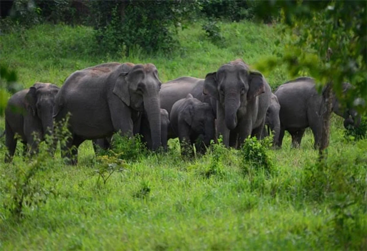 Wild elephant terror continues in Krishnai
