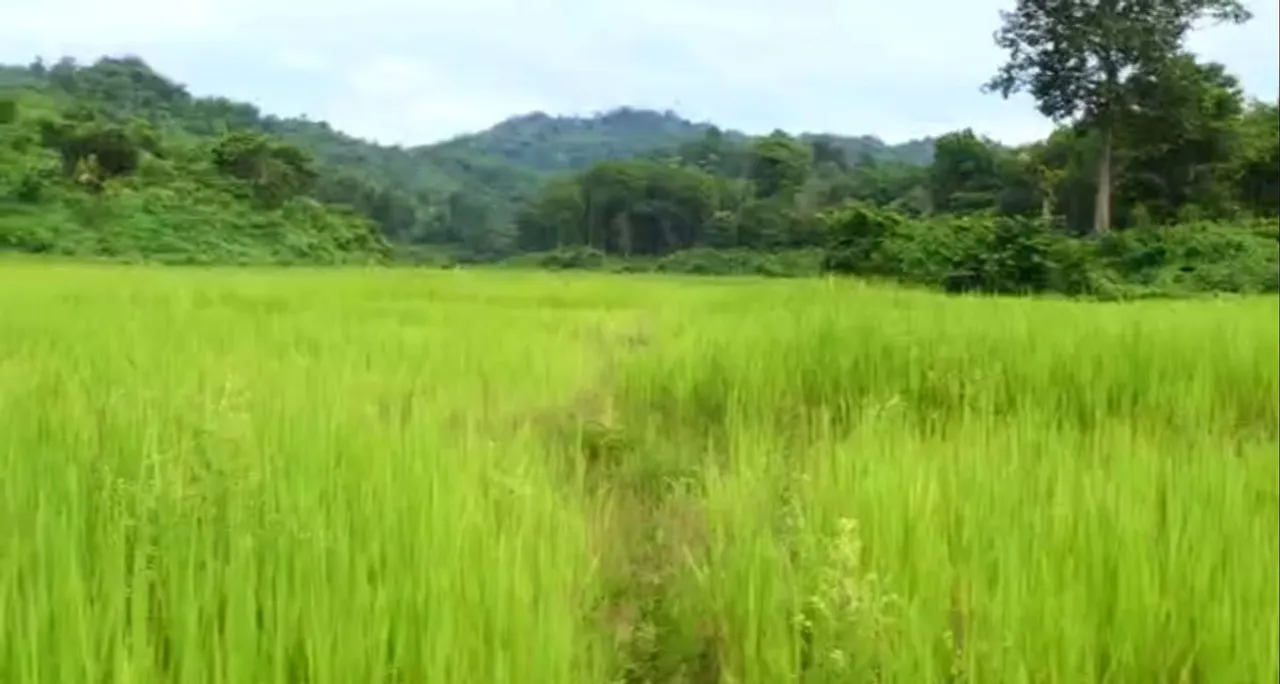 200 bighas paddy for Elephants