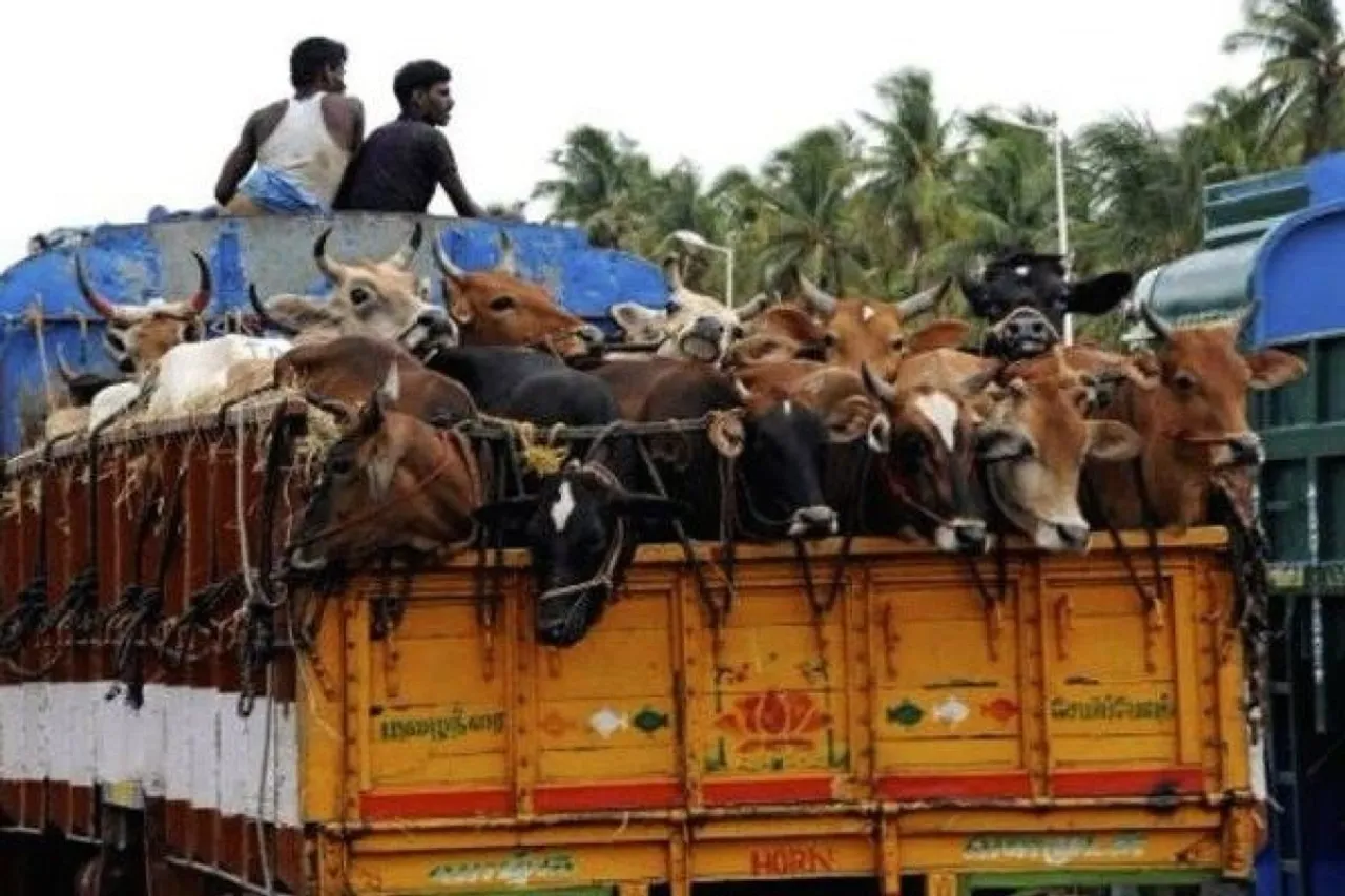 Cattle laden trucks nabbed in Morigaon
