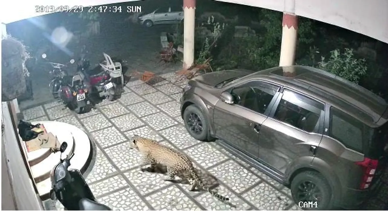 Leopard enters home to hunt pet dog | WATCH