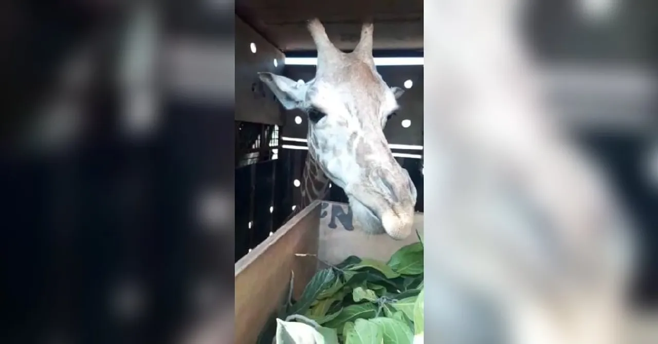 Assam Zoo Welcomes ‘Female Giraffe’