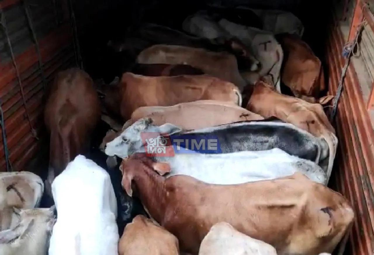 Cattle Laden Vehicles Seized in Morigaon