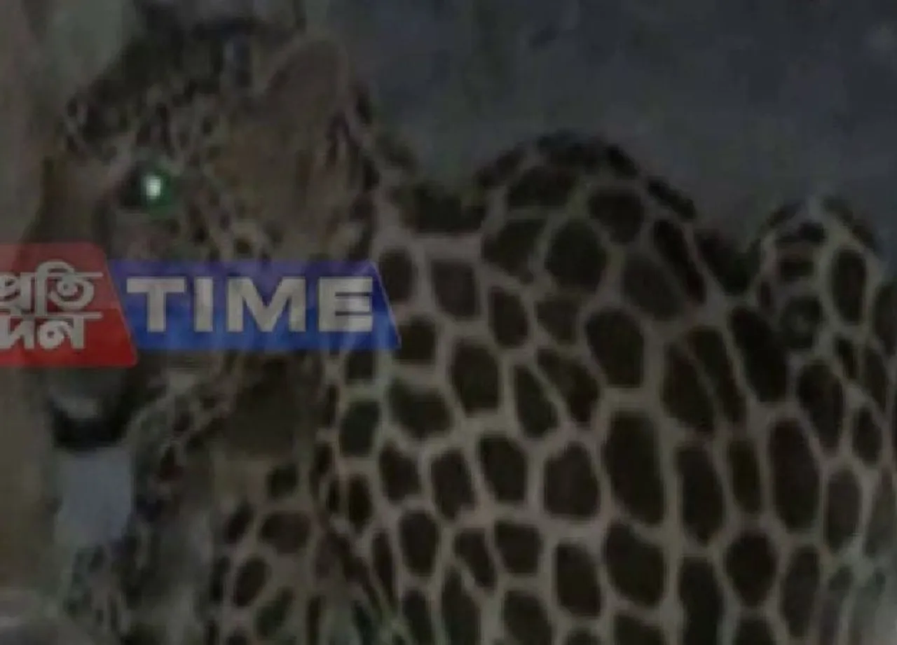 Dibrugarh leopard tranquilized after 12 hours