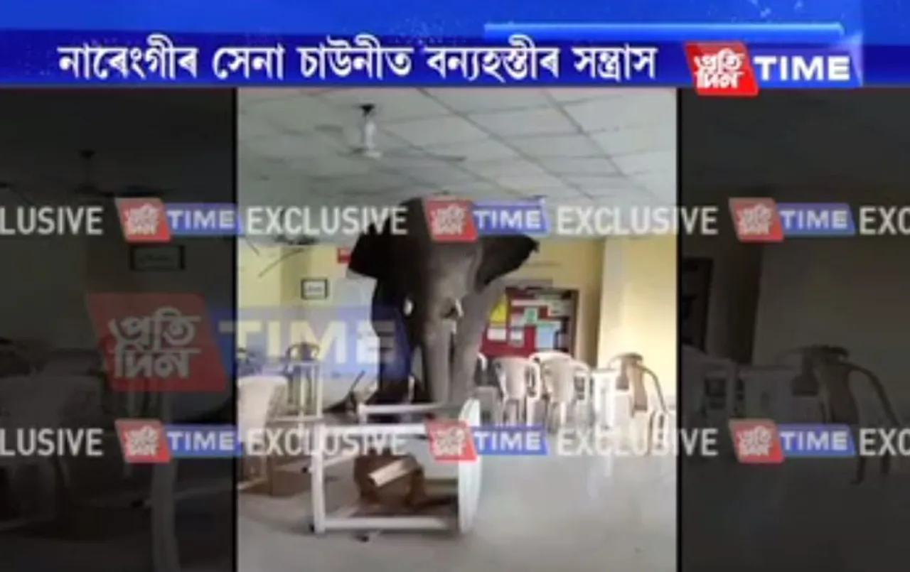 WATCH | Elephant enters Narengi Army canteen
