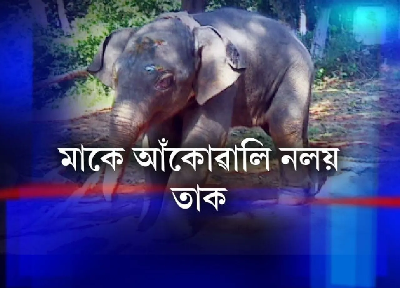 Baby Elephant Abandoned By Mother | READ WHY