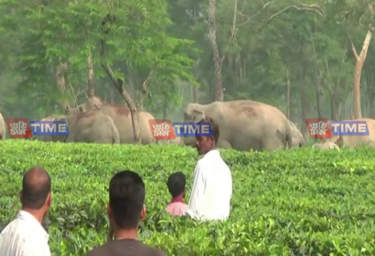 Wild elephant causes terror in Golaghat