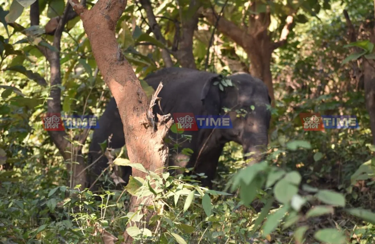Deepor Beel: Elephant survives train accident