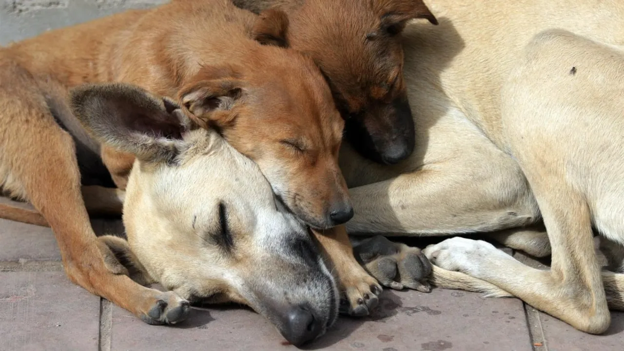 GUWAHATI : Street dogs find loving homes!