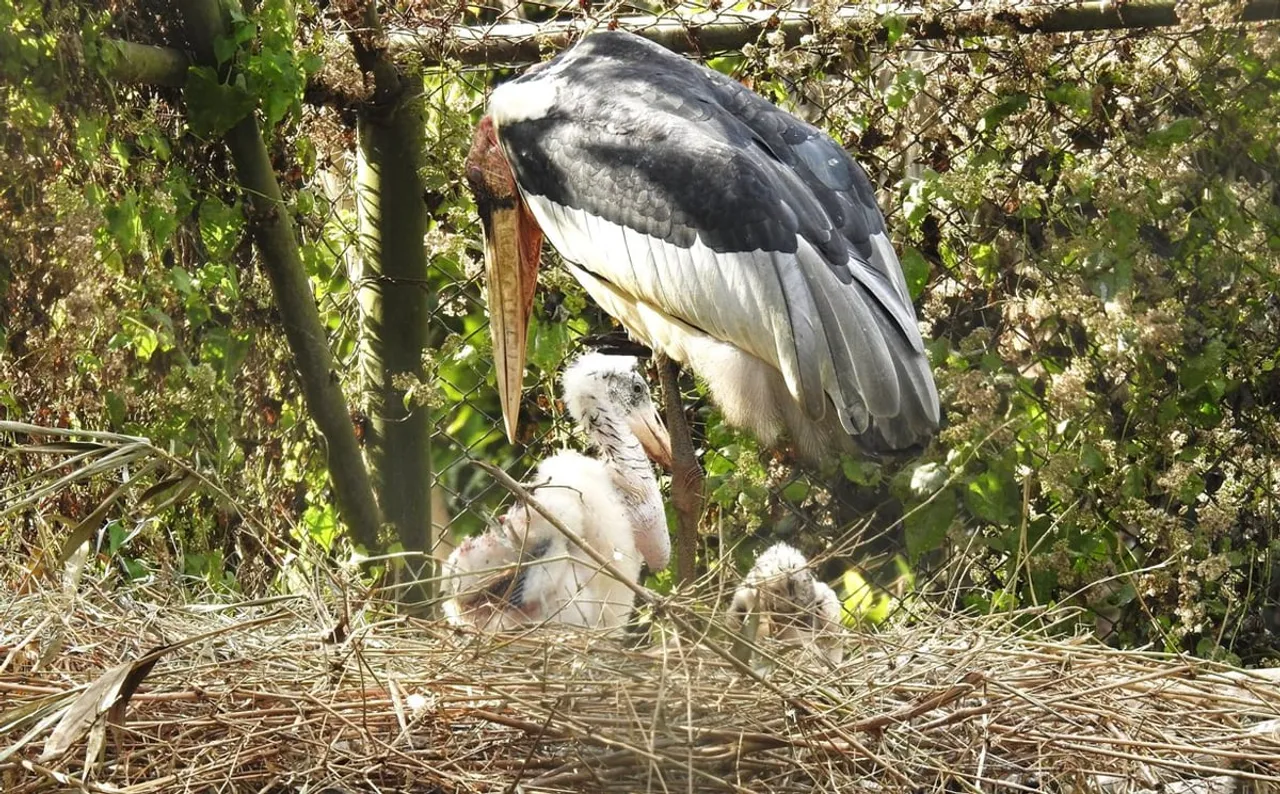 Guwahati zoo first to breed ‘Hargila’