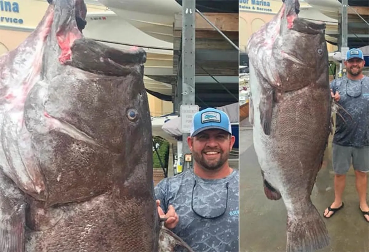 Florida Fisherman Catches Oldest Grouper Fish On Record
