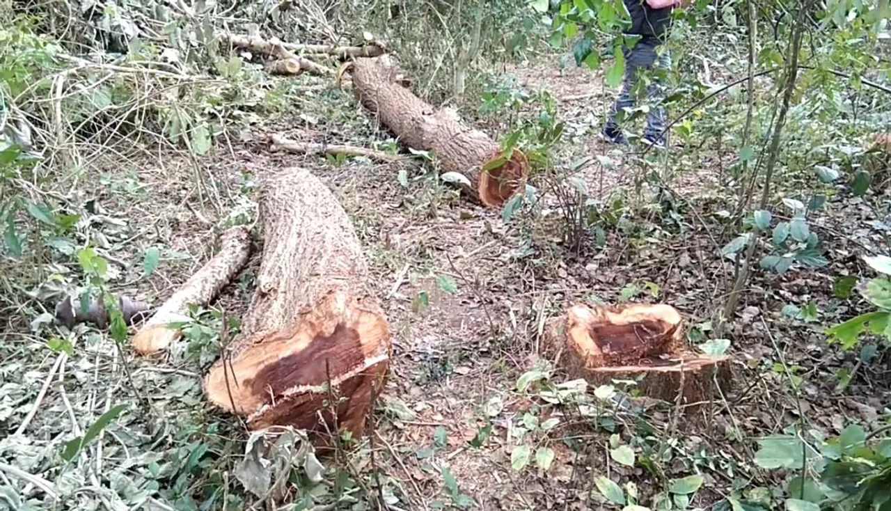 APDCL Officer Destroys Forest At Biswanath Chariali