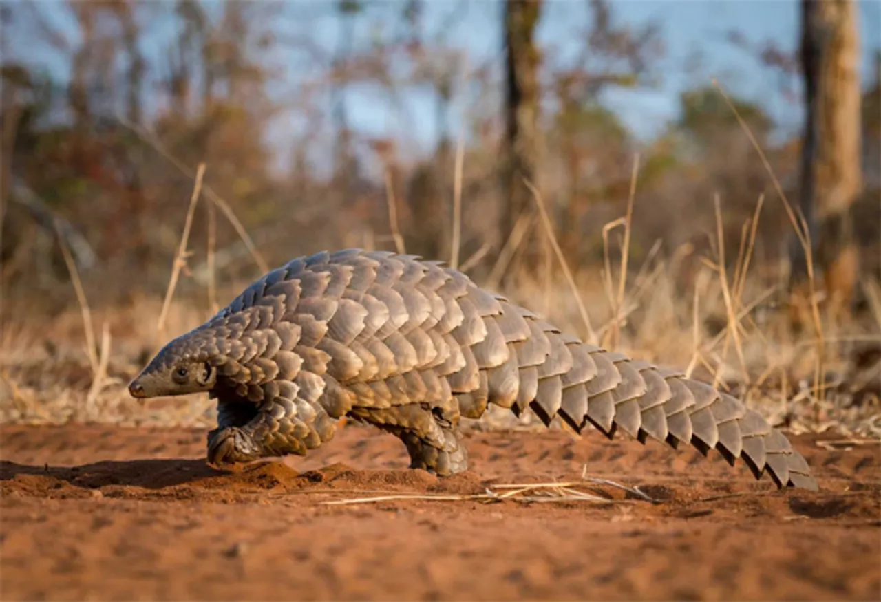 Four arrested with pangolin in Goalpara