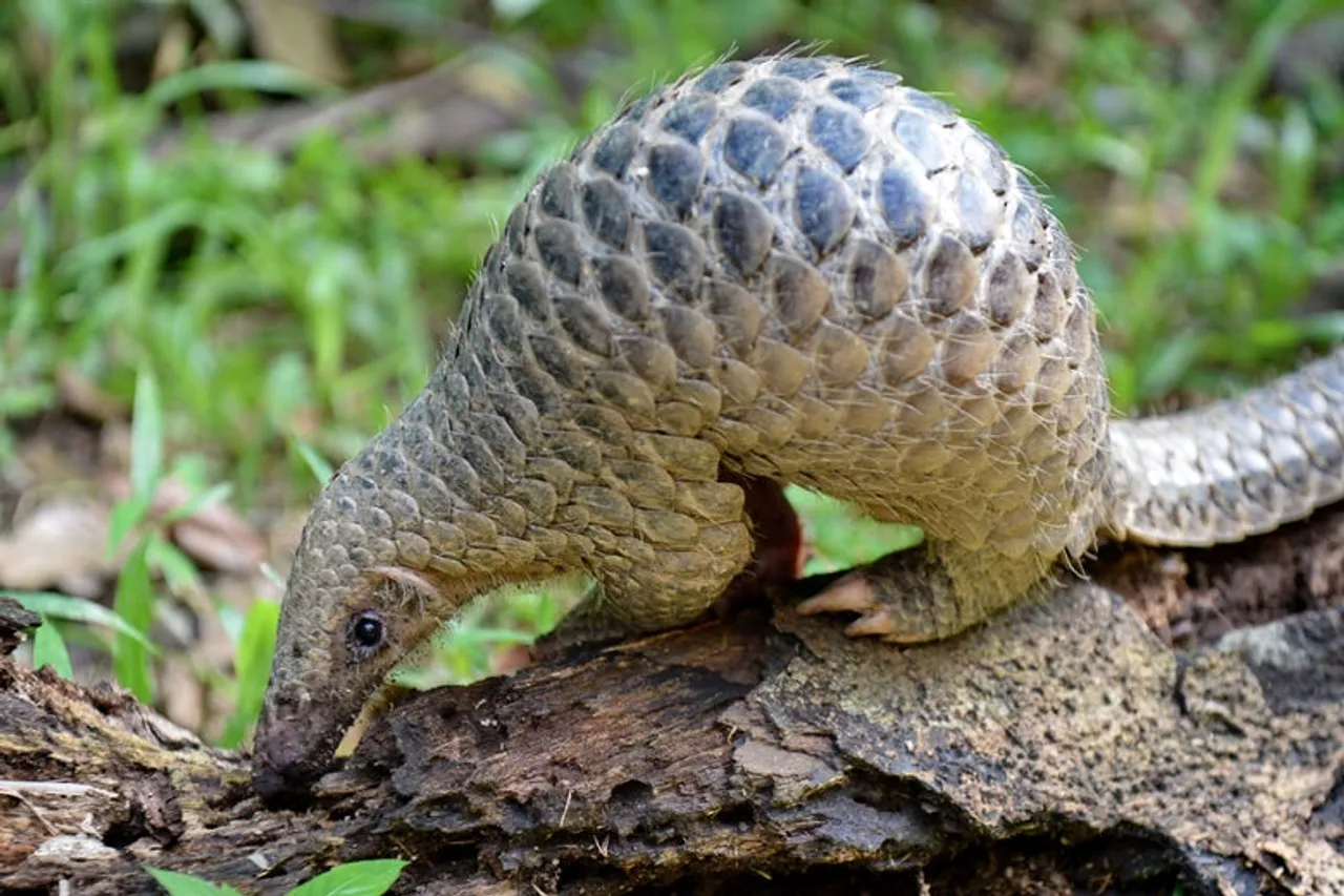 AIUDF Worker Arrested in connection with illegal Pangolin trading