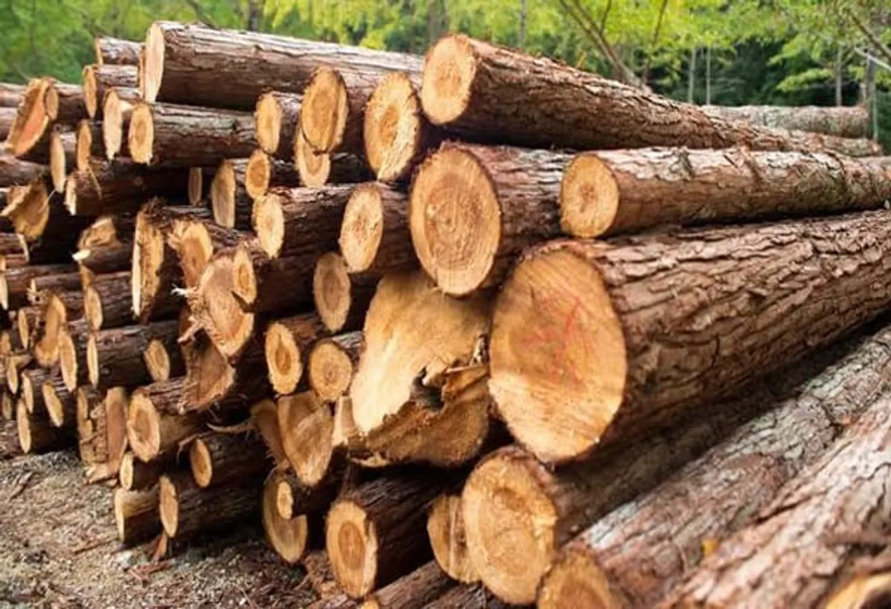 Illegal Wood Seized in Bokakhat and Lanka, 1 Nabbed