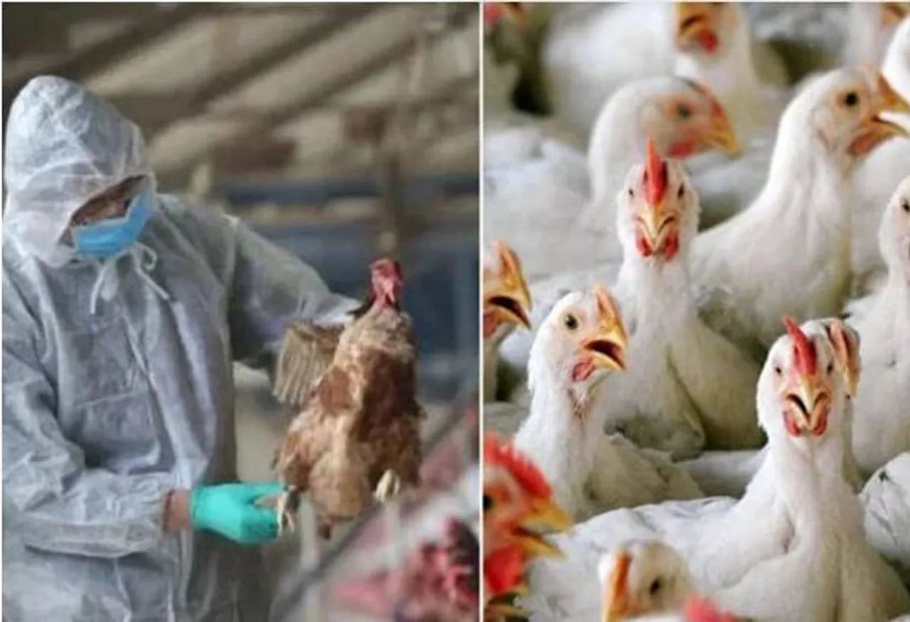 #BirdFluAlert: Ban Imposed In Assam On Import Of Poultry