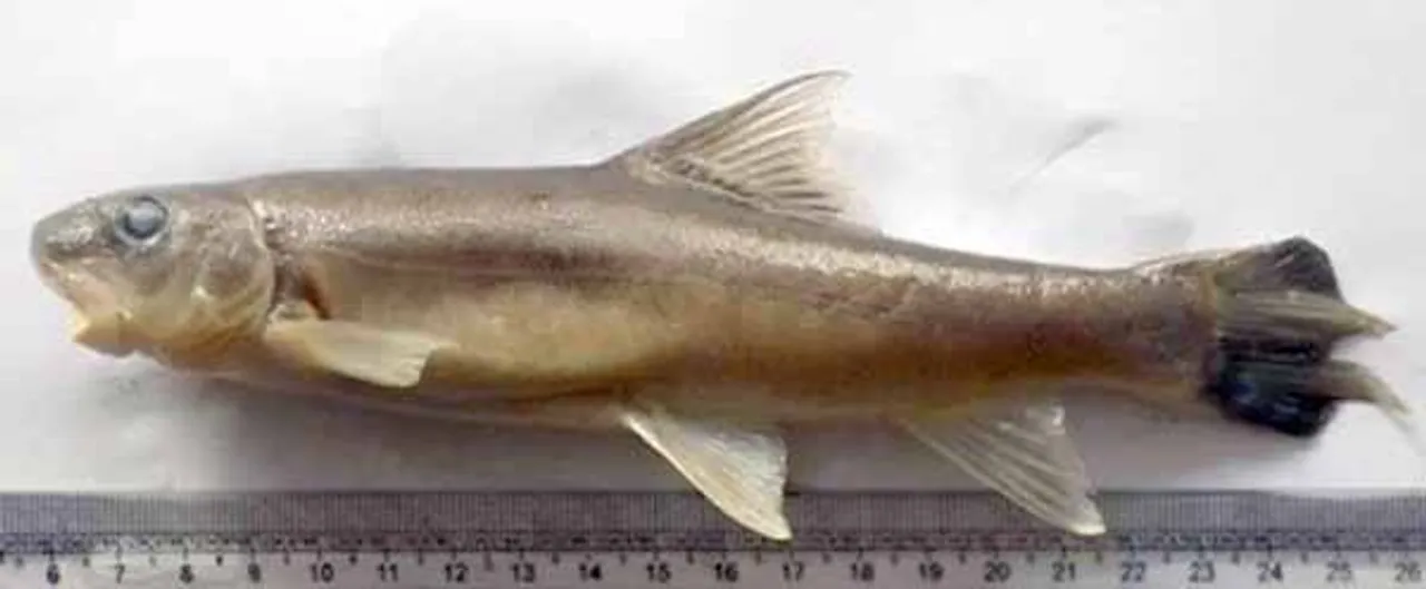 Fish species discovered in Arunachal Pradesh
