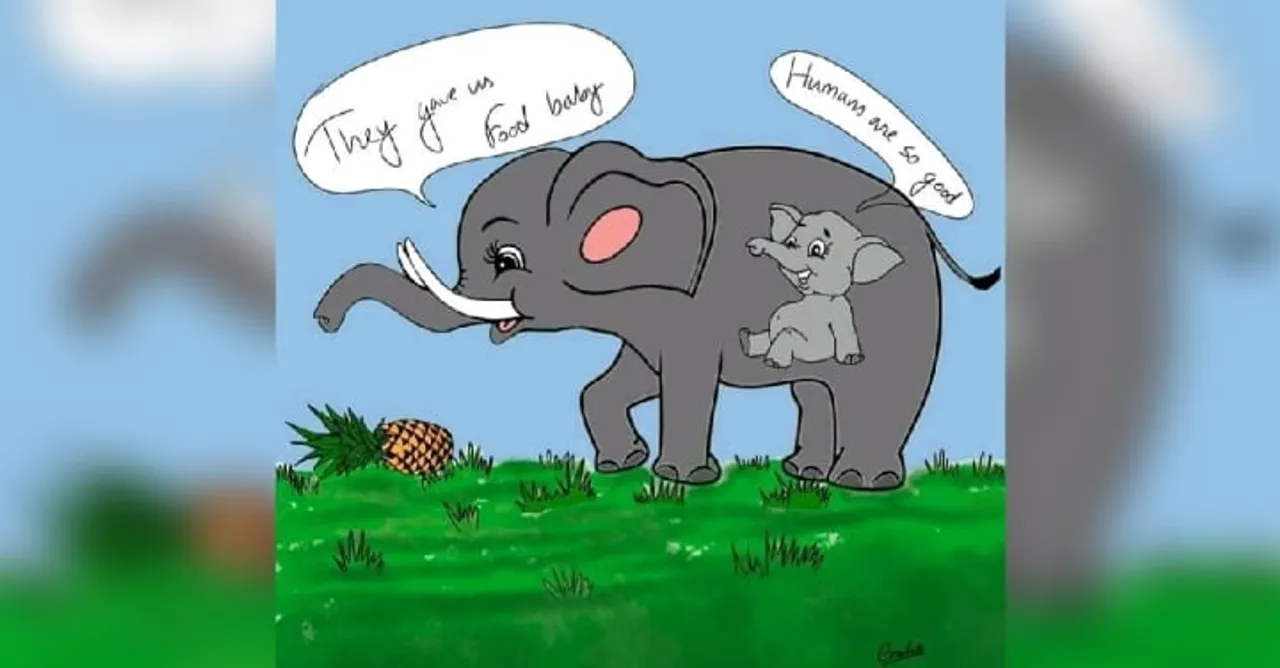 Humanity¿ Preg. Elephant fed pineapple laden with crackers…