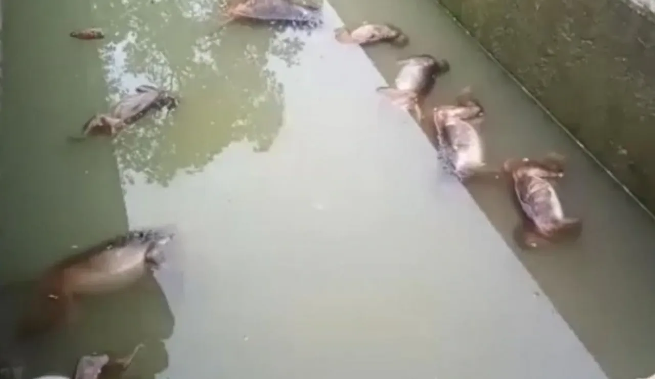 13 monkeys poisoned to death in Cachar
