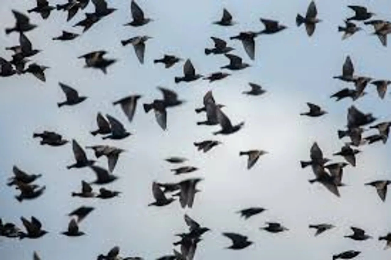 Over 100 birds die due to ingestion of pesticides