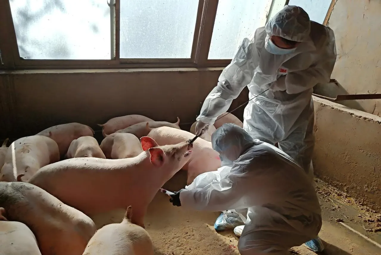 China discovers G4 virus, can trigger pandemic