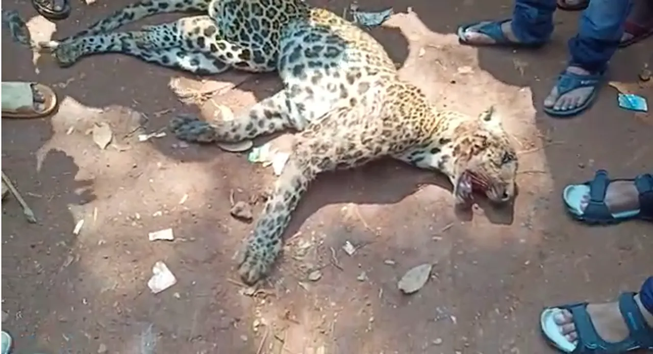 GUWAHATI : 6 arrested for killing Leopard