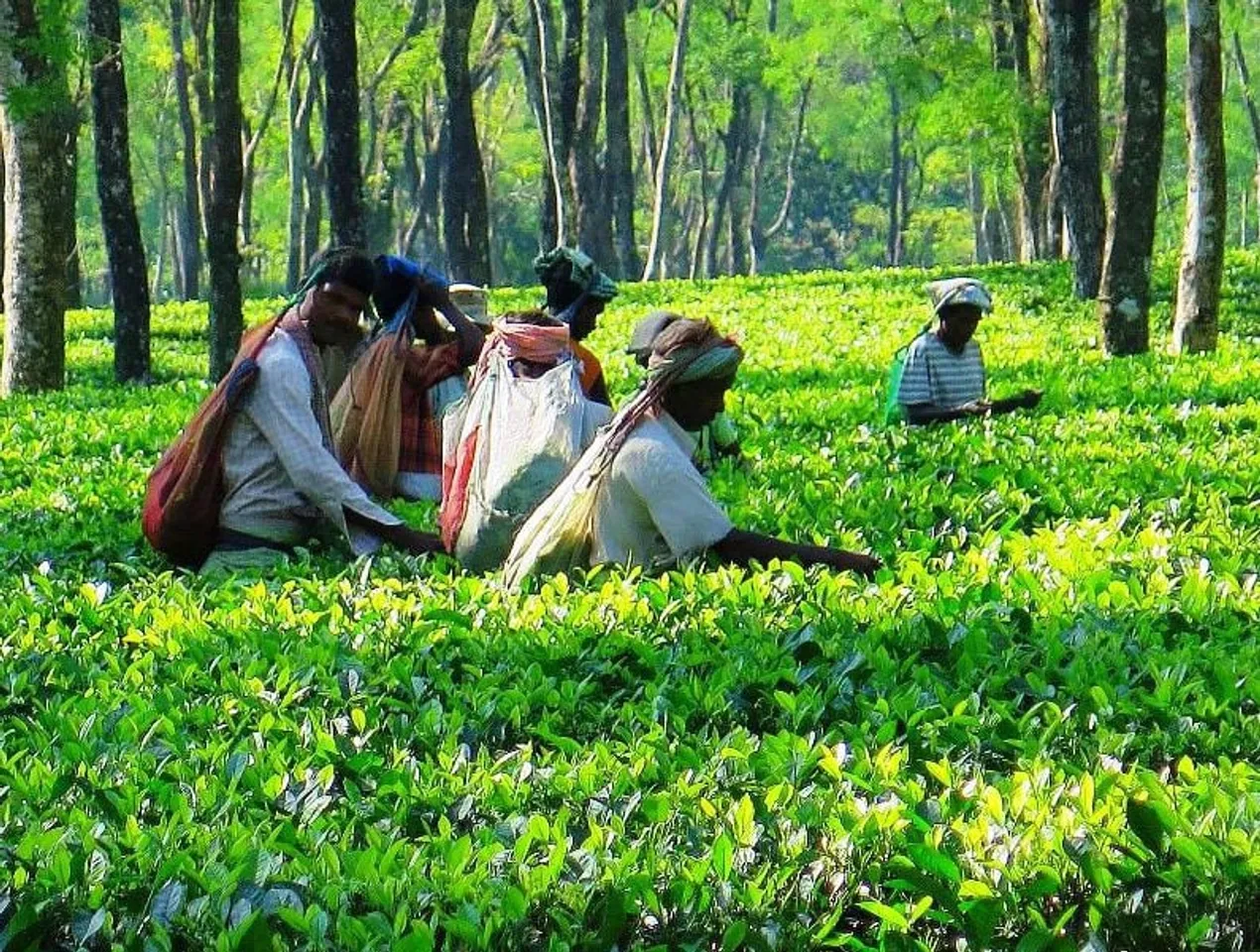 500 tea garden labourers protest in Kaziranga
