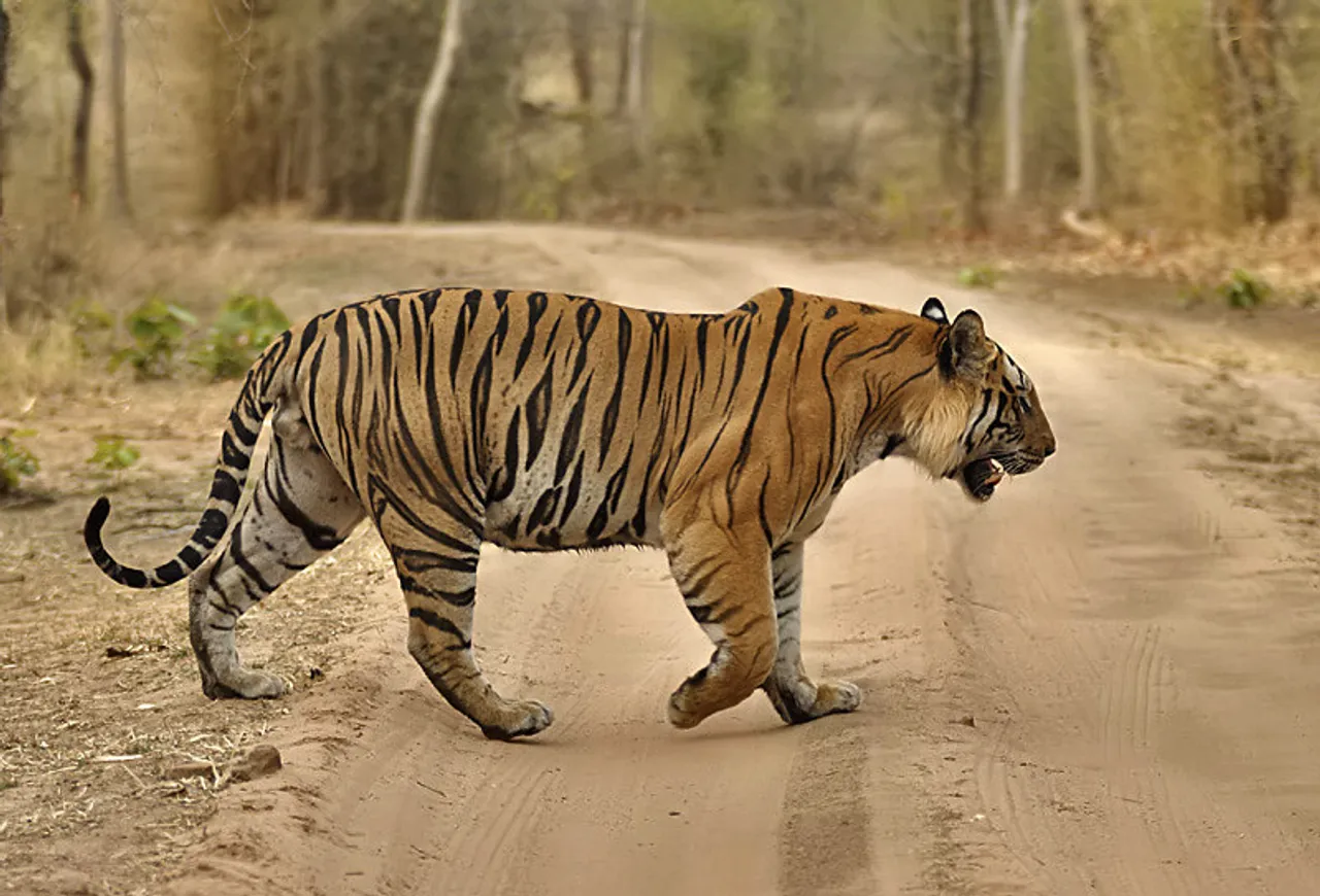 India’s Tiger Census Enters Guinness World Records