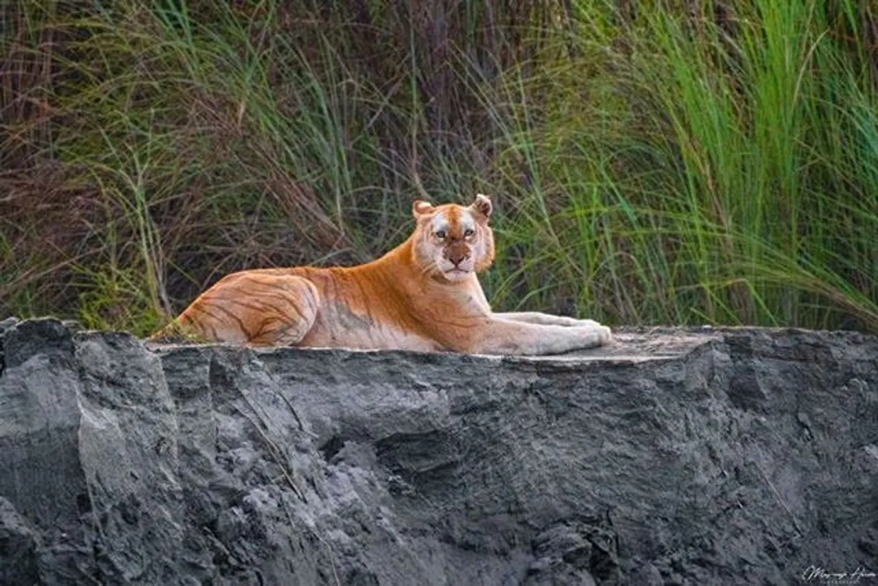 India’s Only Golden Tiger Spotted in Kaziranga