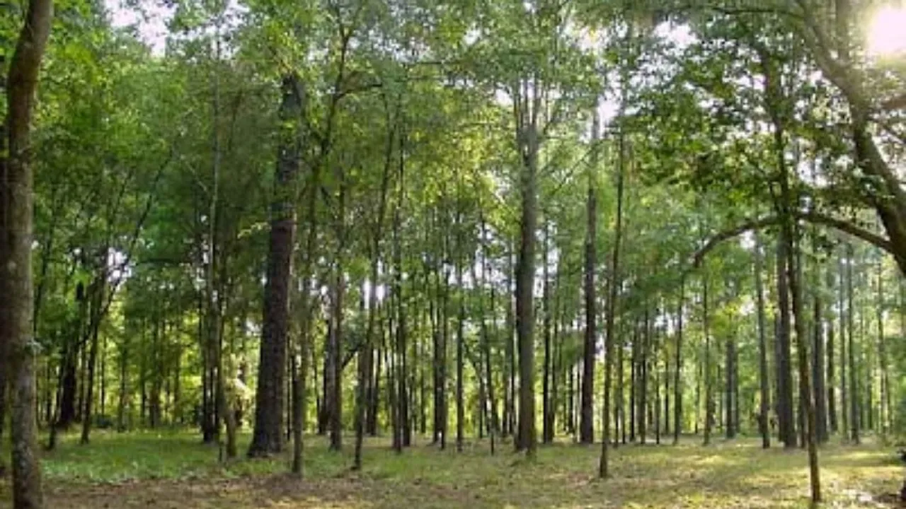 Dhemaji: Poba Reserve Forest To be Upgraded to Wildlife Sanctuary