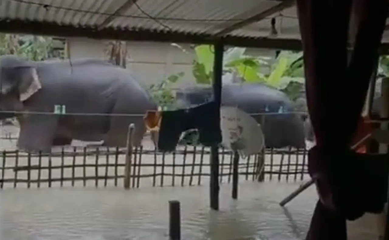 Kaziranga’s Elephants Wade Through Flood-Affected Majuli