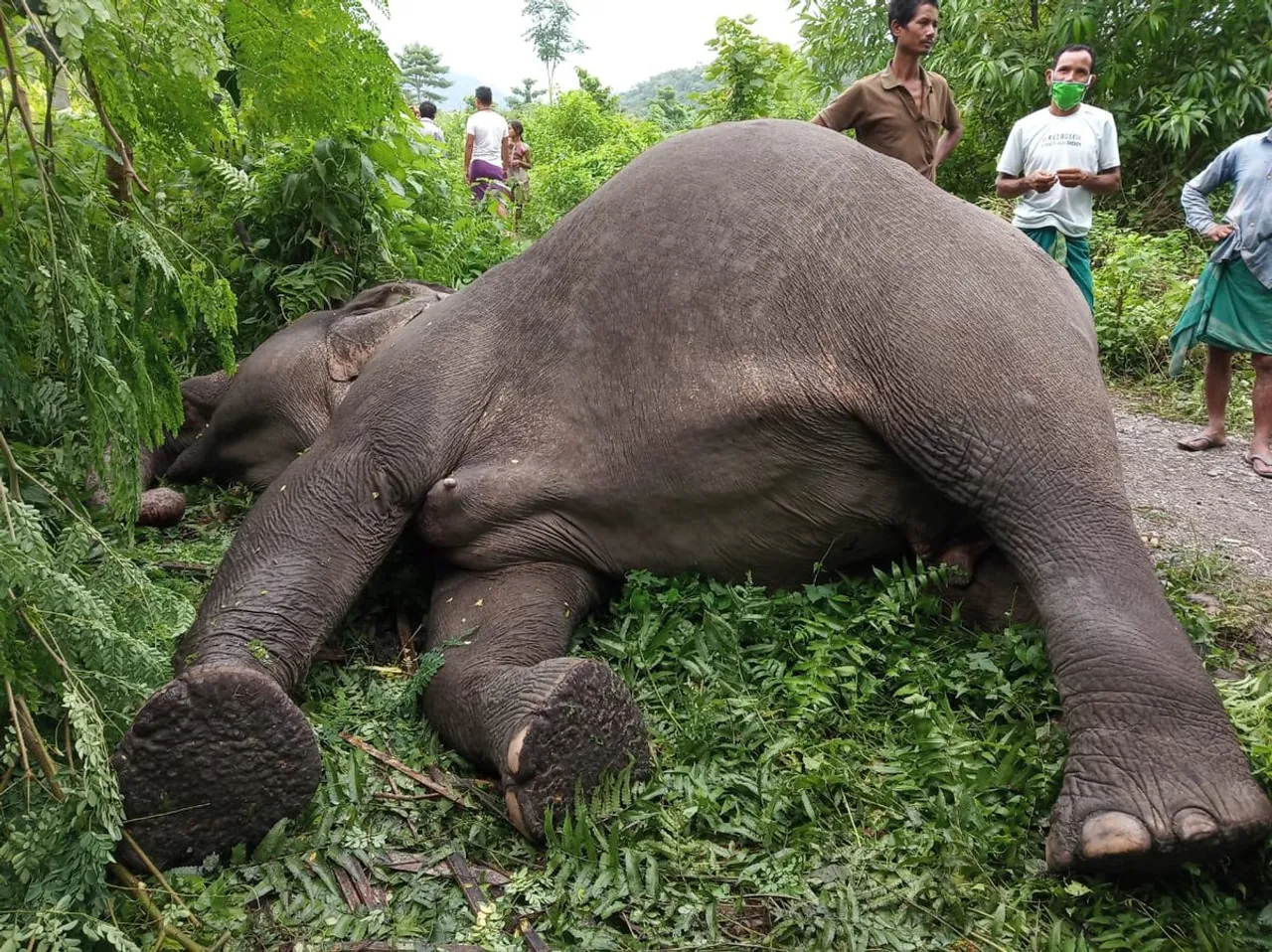 Elephant dies of electrocution