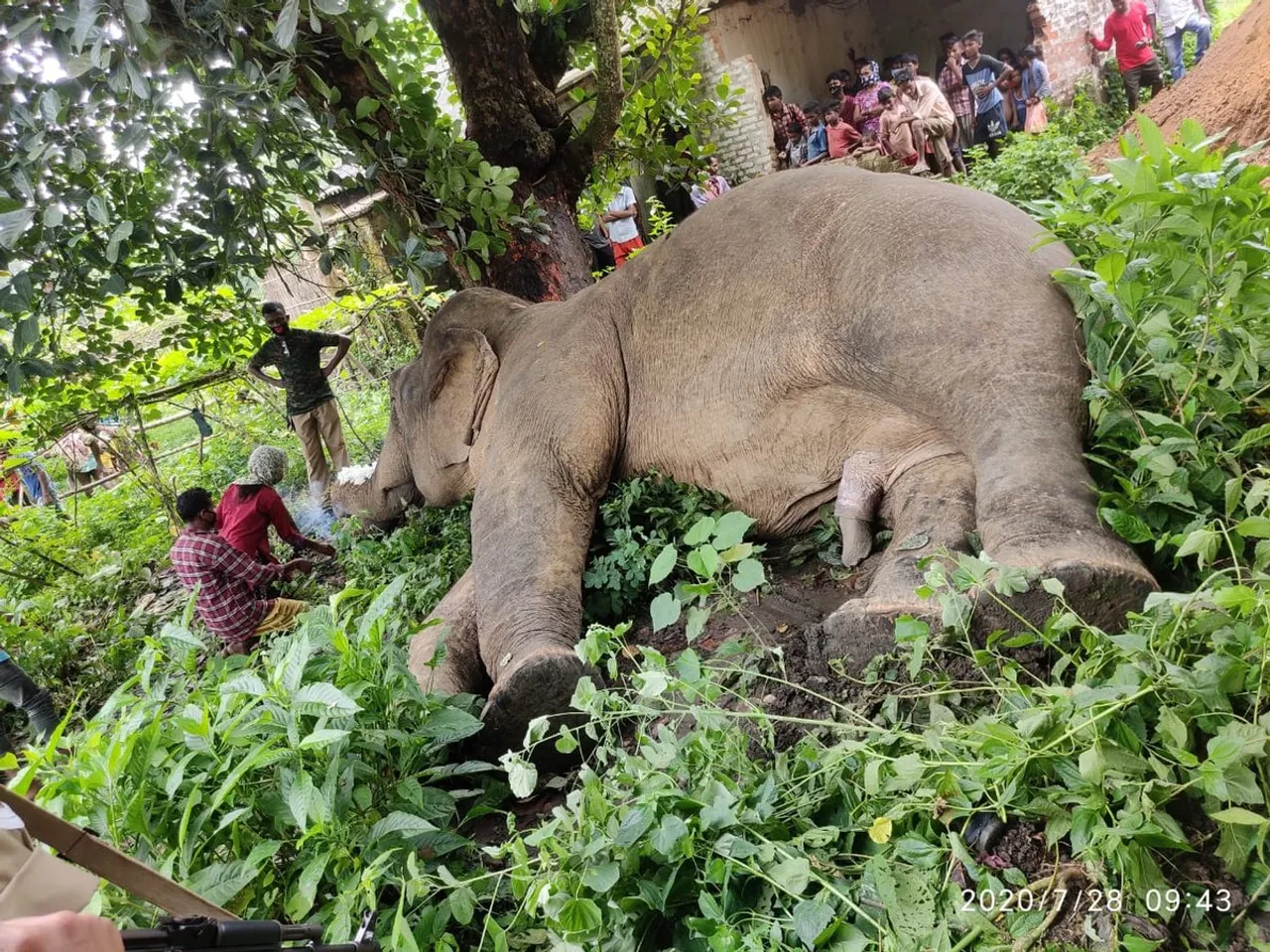 Kaliabor: Elephant dies of electrocution