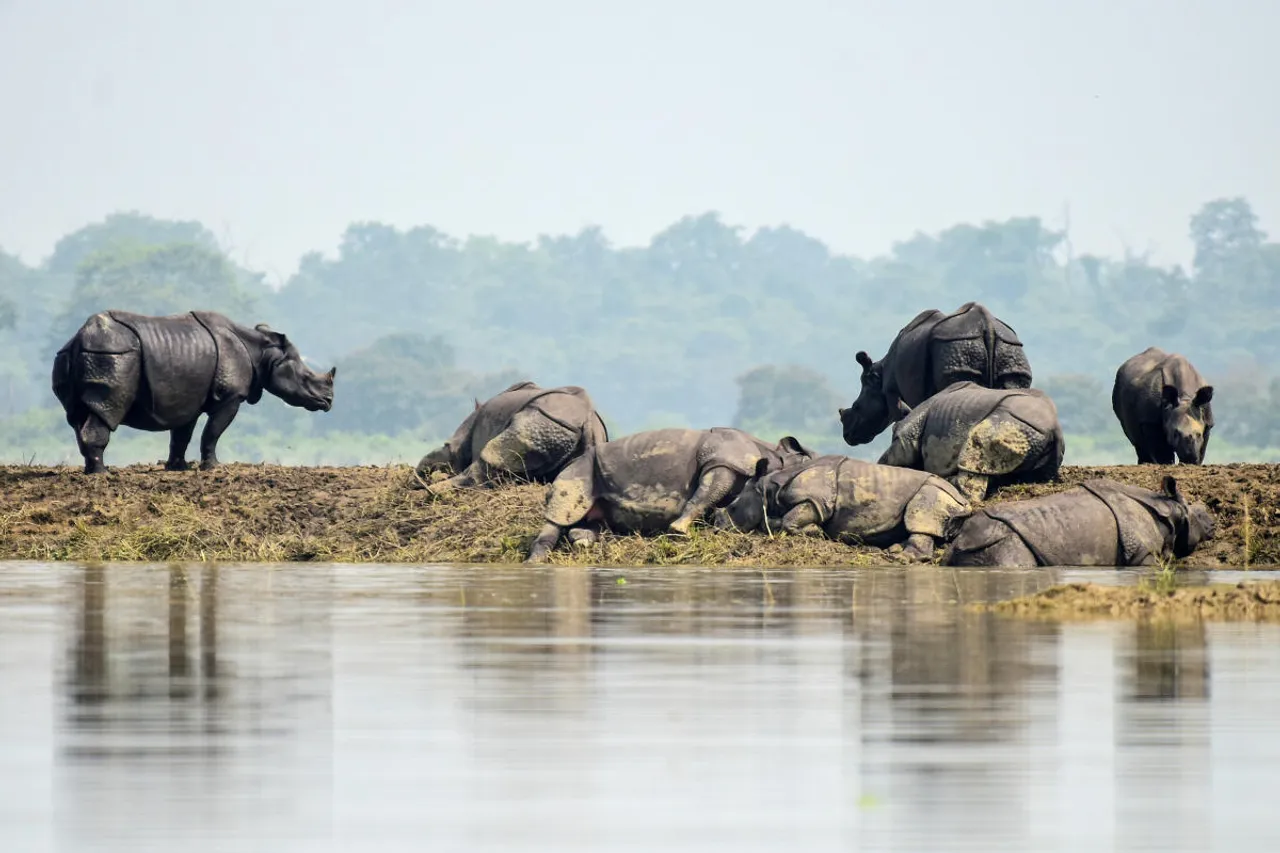 14 Rhinos Die In Flood-Ravaged Kaziranga