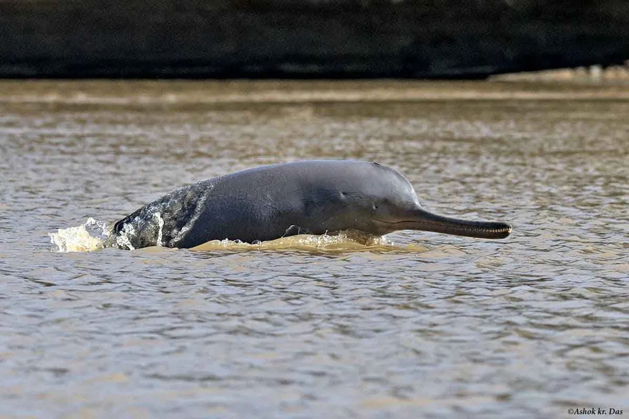PM Announces Project for Conservation of Dolphins