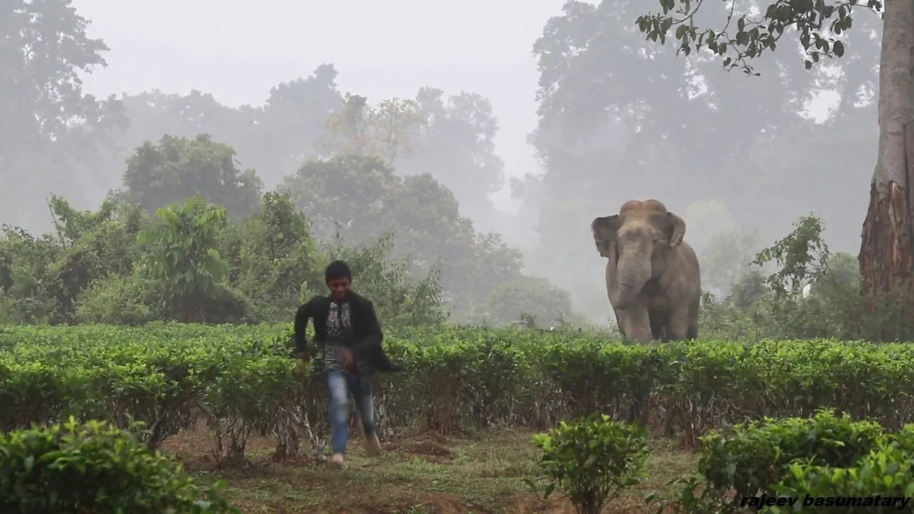 Man Attacked By Elephant in Bijni