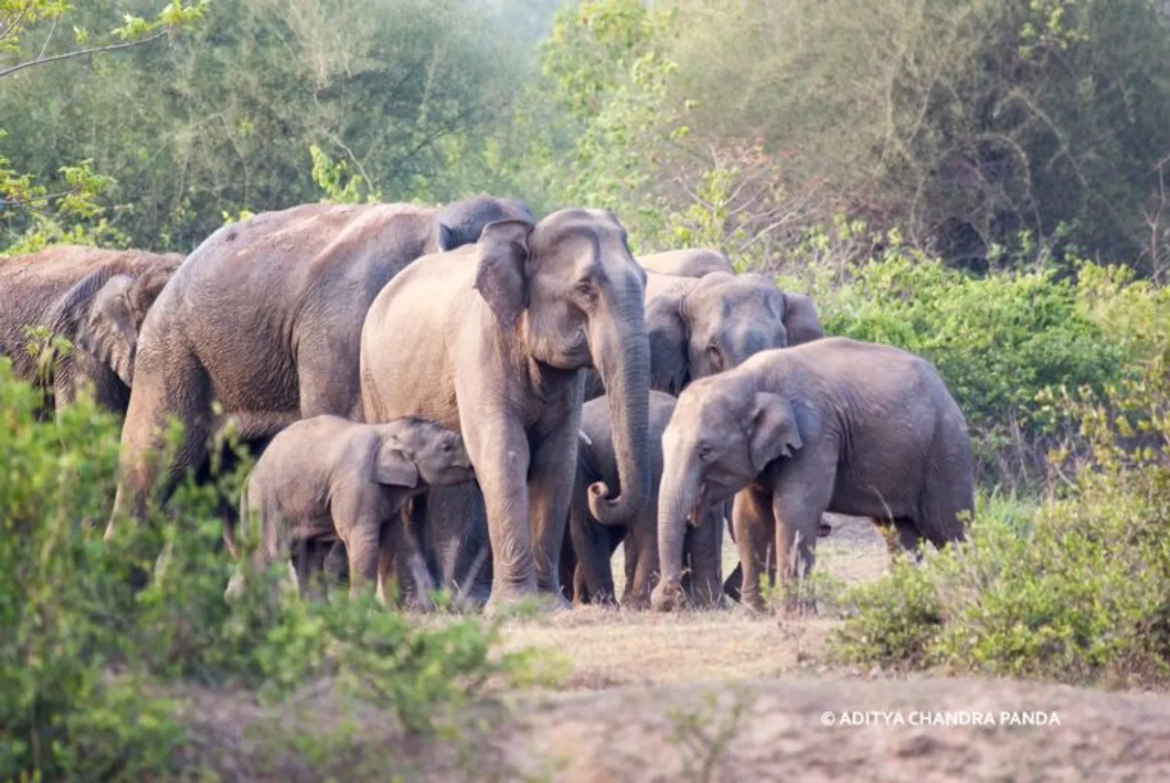 Herd Of Wild Elephants Rampage Lanka Village