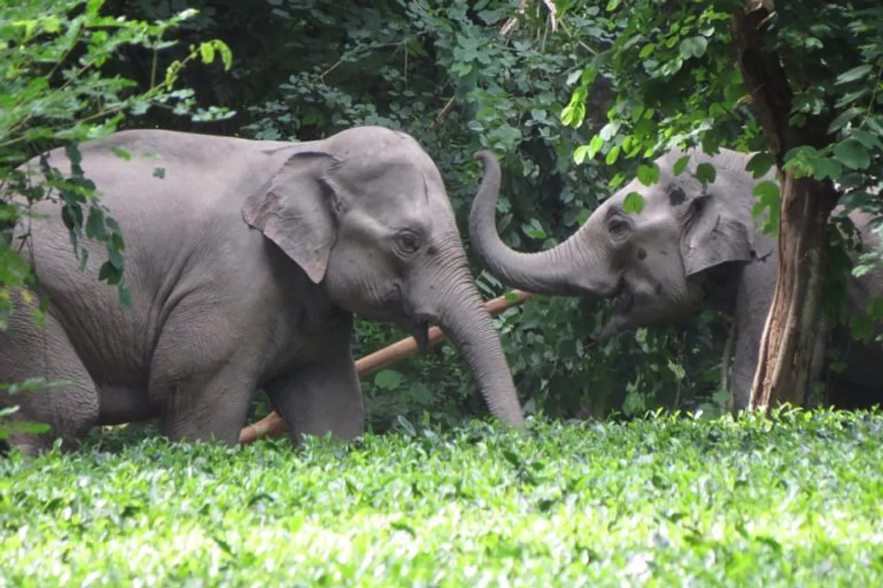 Wild Elephants Wreak Havoc In Different Parts Of Assam
