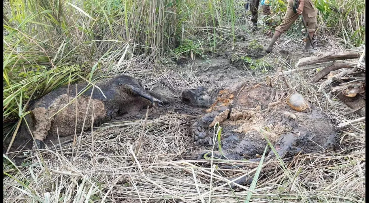 Tiger Killed By Pig At Kaziranga