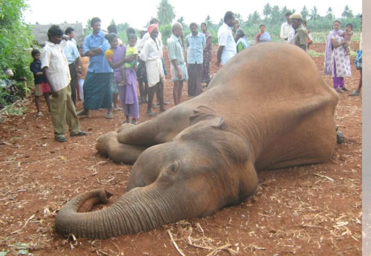 Wild Elephant Dies in Suspected Collision