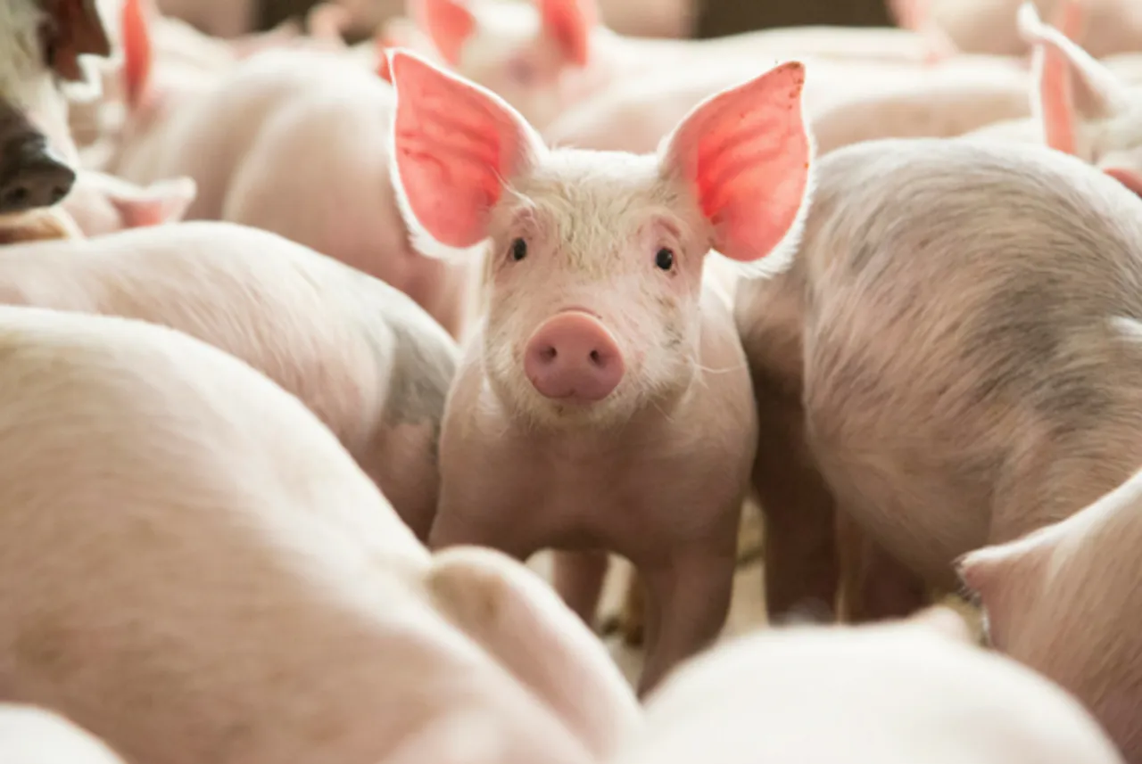 Nagaland Partially Lifts Ban On Pigs Import