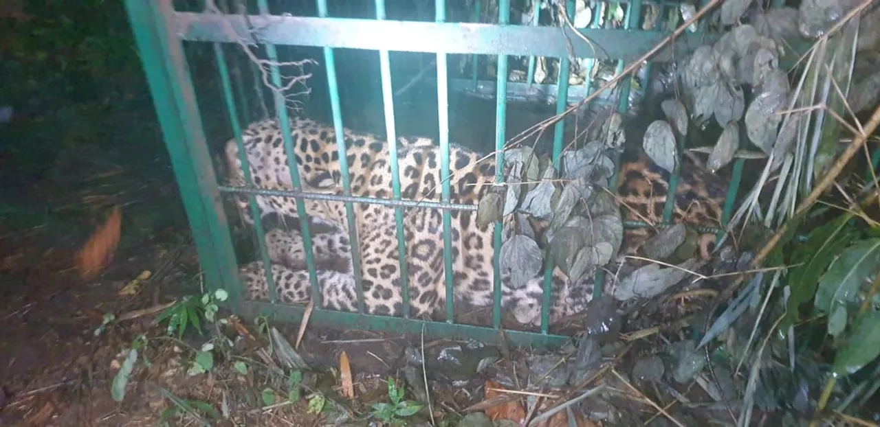 Leopard Caged In Maligaon