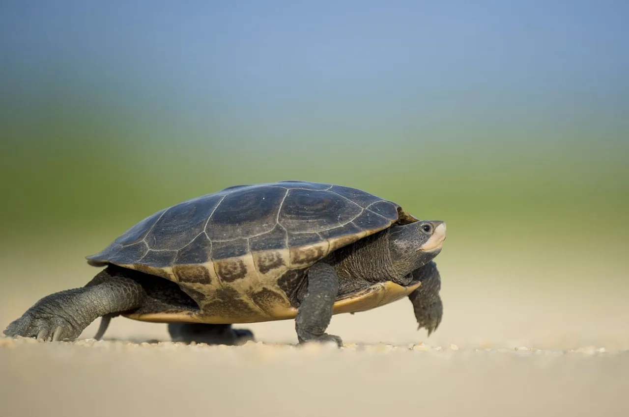 Dhubri: Tortoise Meat Recovered, Five Escape