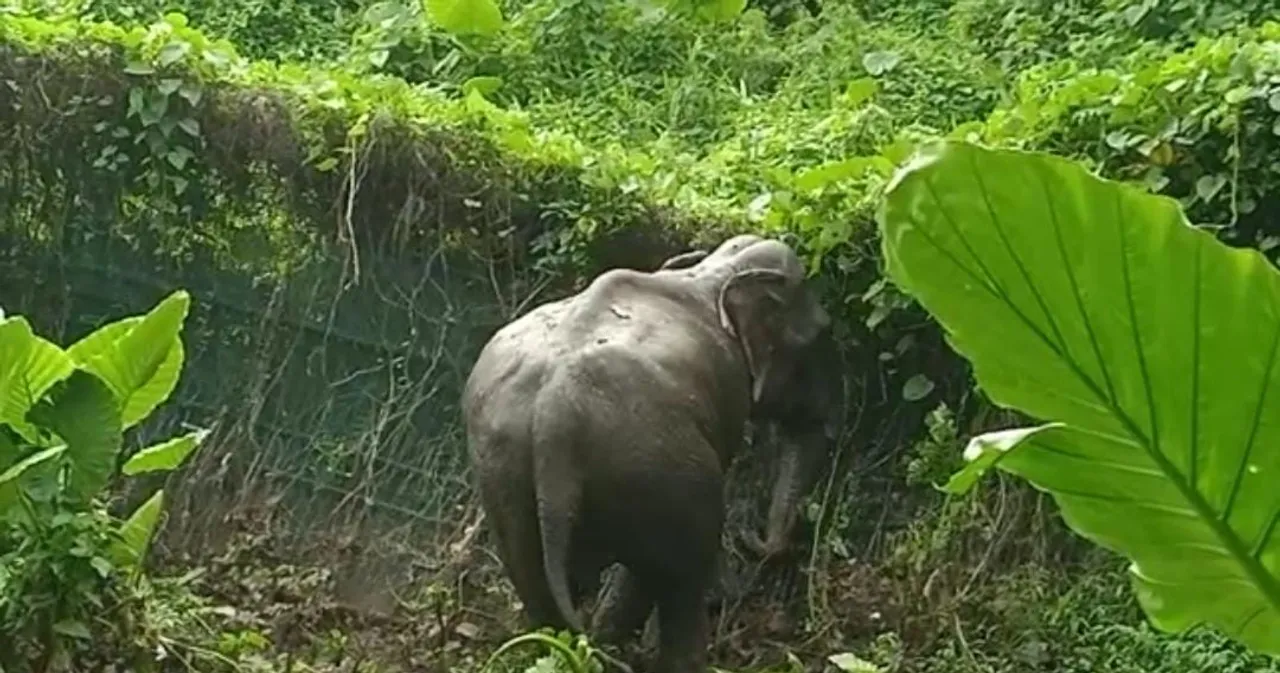 Wild Elephant Walks Down Guwahati Street
